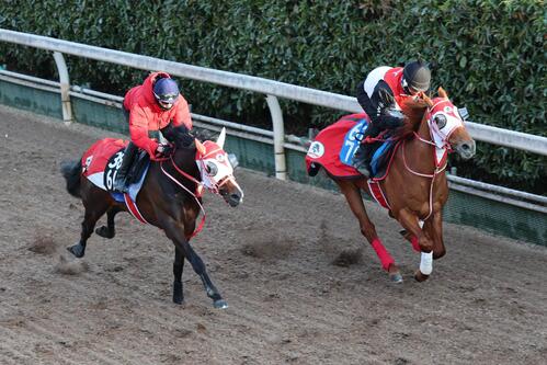 11日、坂井瑠星騎手が騎乗し、坂路で併せ馬に遅れるテルヒコウ（左）