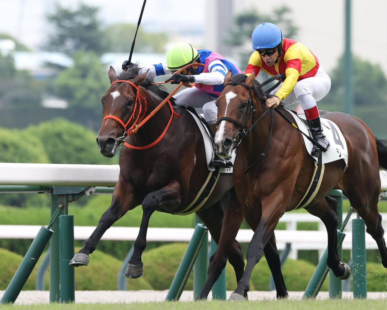 25年9月14日、阪神5R新馬戦を勝利したブルースカイブルー（左）