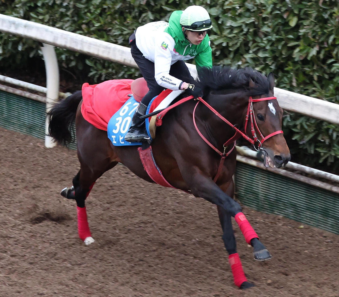 9歳馬のエヒト（2026年撮影）