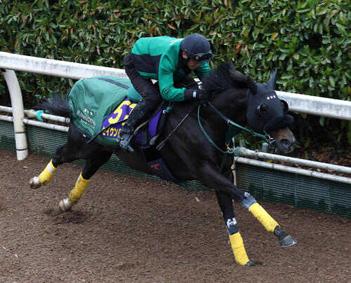 坂路を単走で追い切るセイウンハーデス(撮影・白石智彦)