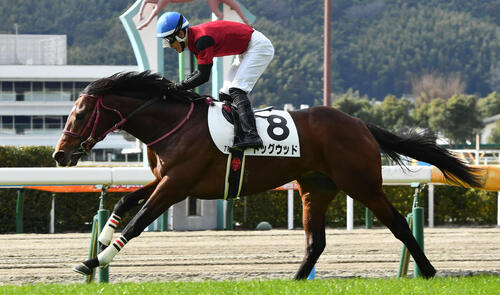 1月25日小倉7R、3歳未勝利戦を制したドッグウッド