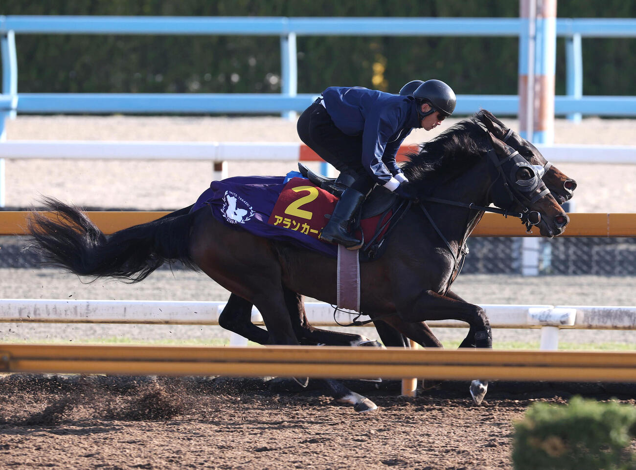 8日、Cウッドで併せ馬を追い切るアランカール