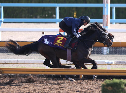 8日、Cウッドで併せ馬を追い切るアランカール