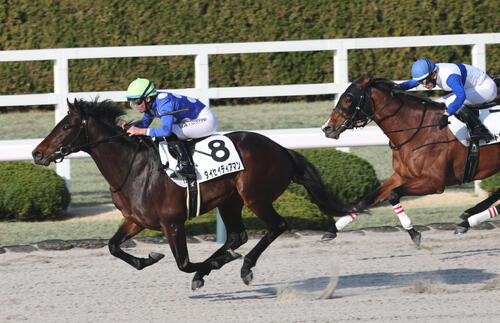 3月21日阪神12Rの4歳以上1勝クラスを制したタイセイディアマン