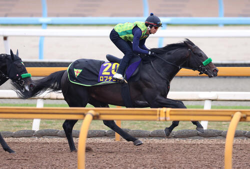 Cウッドを併せ馬で追い切るロブチェン(撮影・白石智彦)