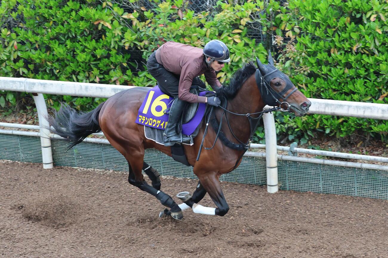15日、坂路をダイナミックなフォームで駆け上がるマテンロウゲイル