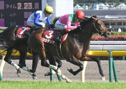 22年青葉賞を制したプラダリア