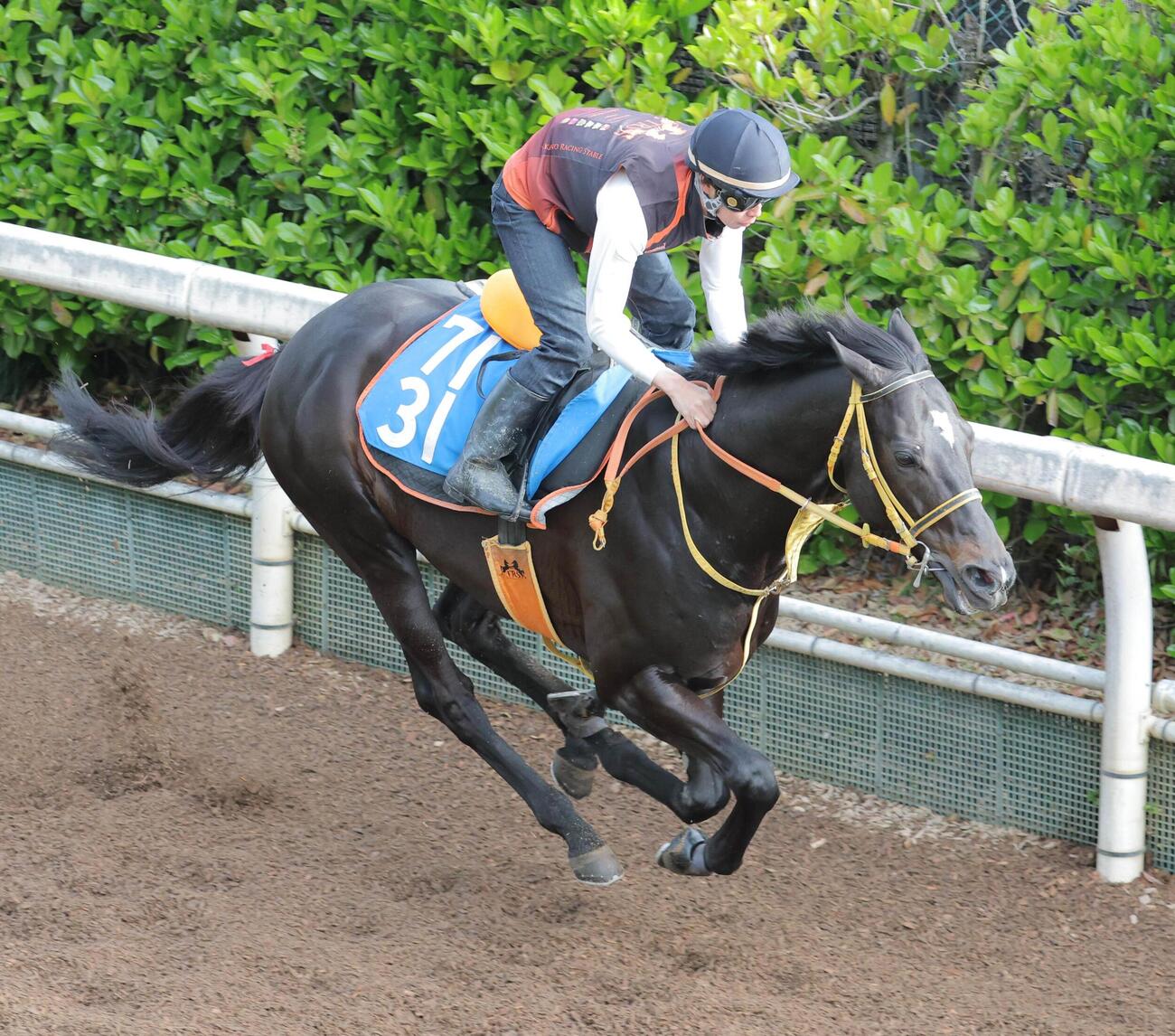 22日、坂路で調教するショウナンアデイブ