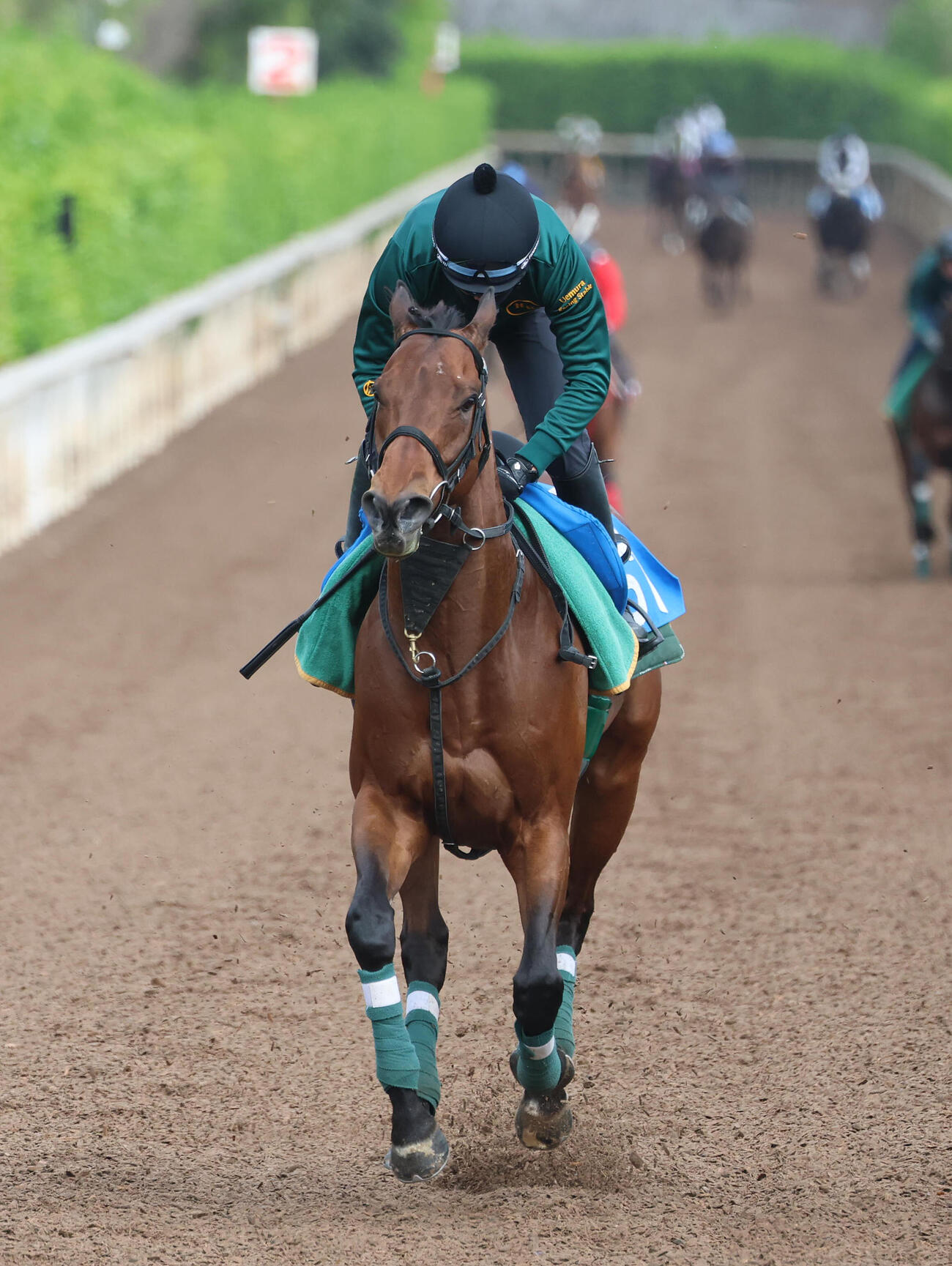 22日、坂路を併せ馬で追い切るベラジオボンド