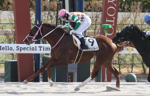 1月25日京都8Rの4歳以上2勝クラスを制したショウサンジョージ、