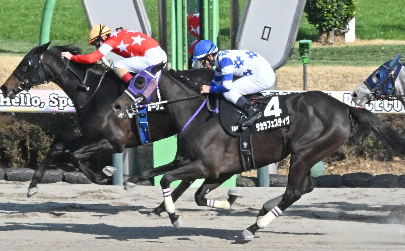 3月21日韓国馬事会杯2着のダカラフェスティヴ