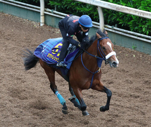西村淳也騎手を背に坂路を単走で追い切るカヴァレリッツォ（撮影・白石智彦）
