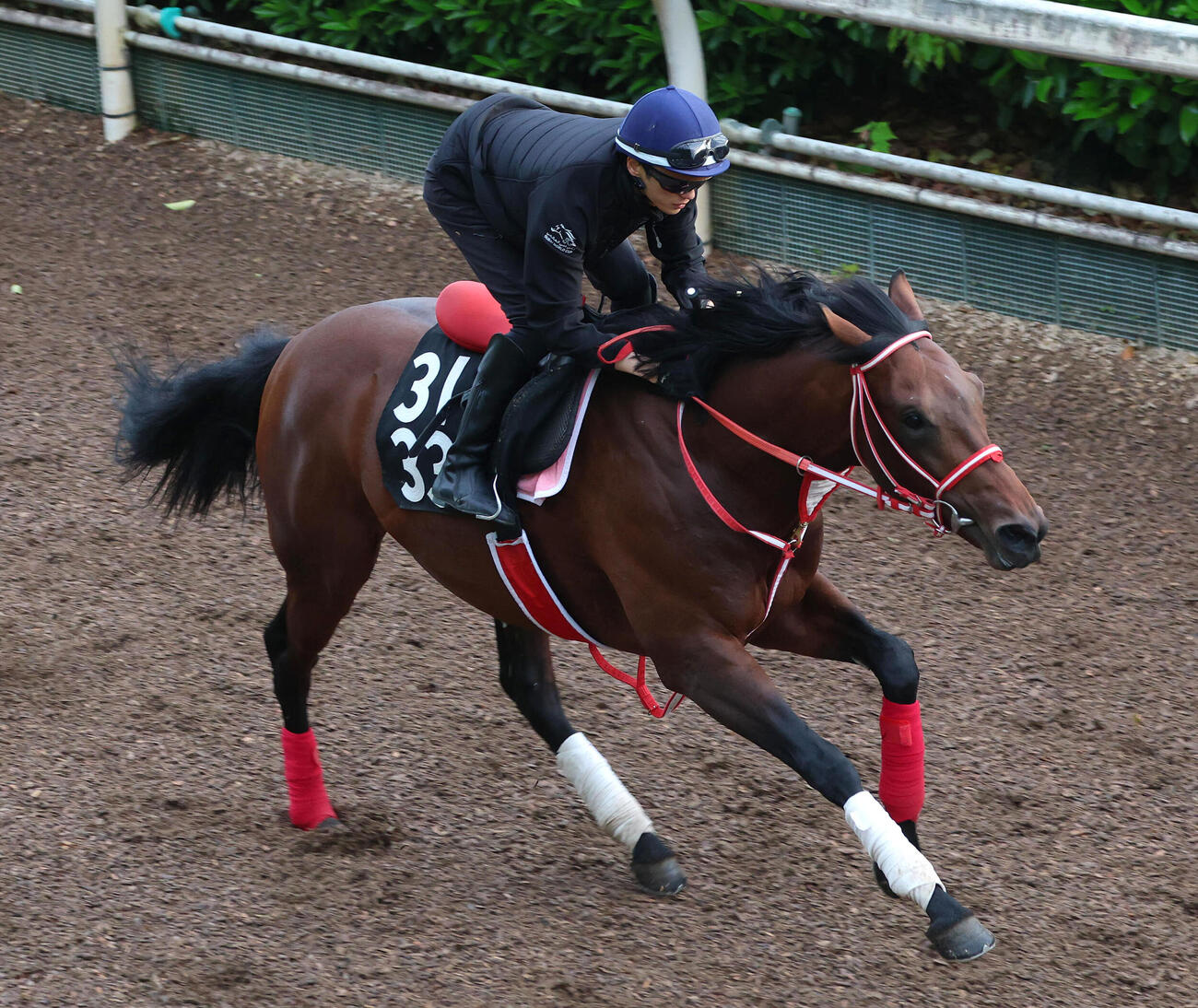 6日、坂井瑠星騎手を背に坂路を単走で追い切るカフジエメンタール