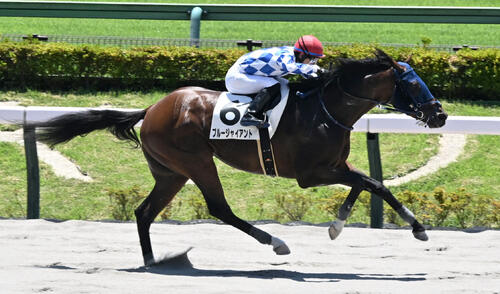 25年6月22日東京3Rの3歳未勝利戦を制したブルージャイアント