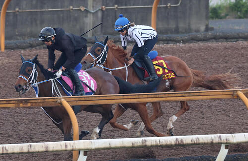 今村聖奈騎手を背にCウッドを併せ馬で追い切るジュウリョクピエロ(右)(撮影・白石智彦)