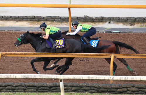 Cウッドを併せ馬で追い切るロブチェン(左)(撮影・白石智彦)