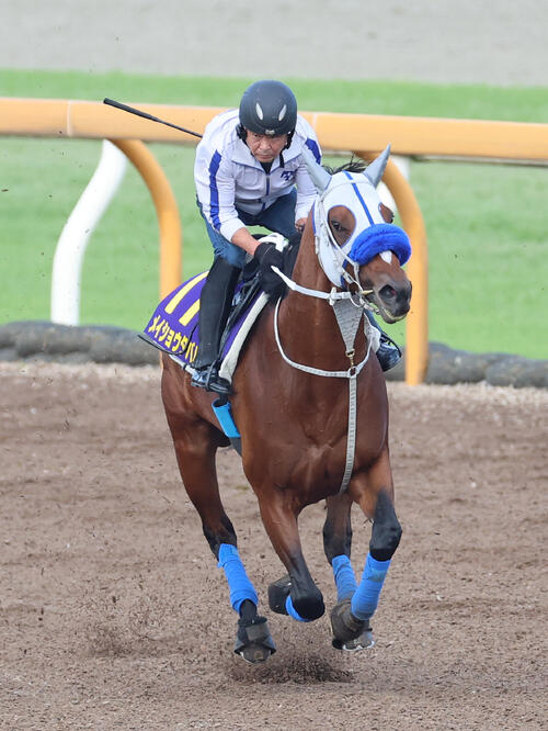 10日、Cウッドを単走で追い切るメイショウタバル(撮影・白石智彦)
