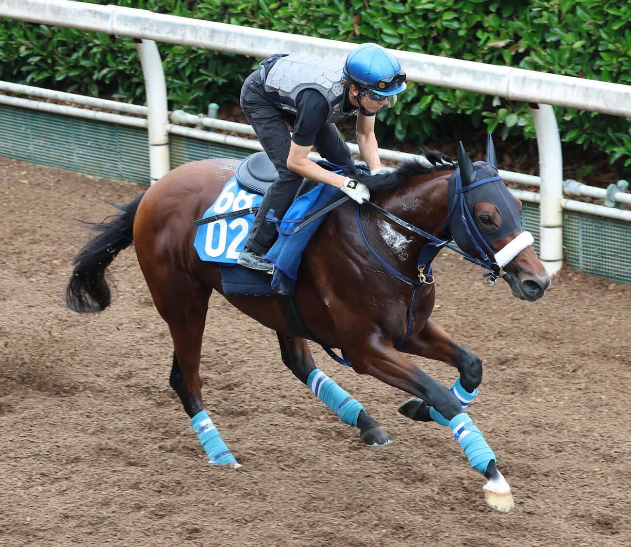 17日、幸英明騎手を背に坂路を単走で追い切るカズミクラーシュ