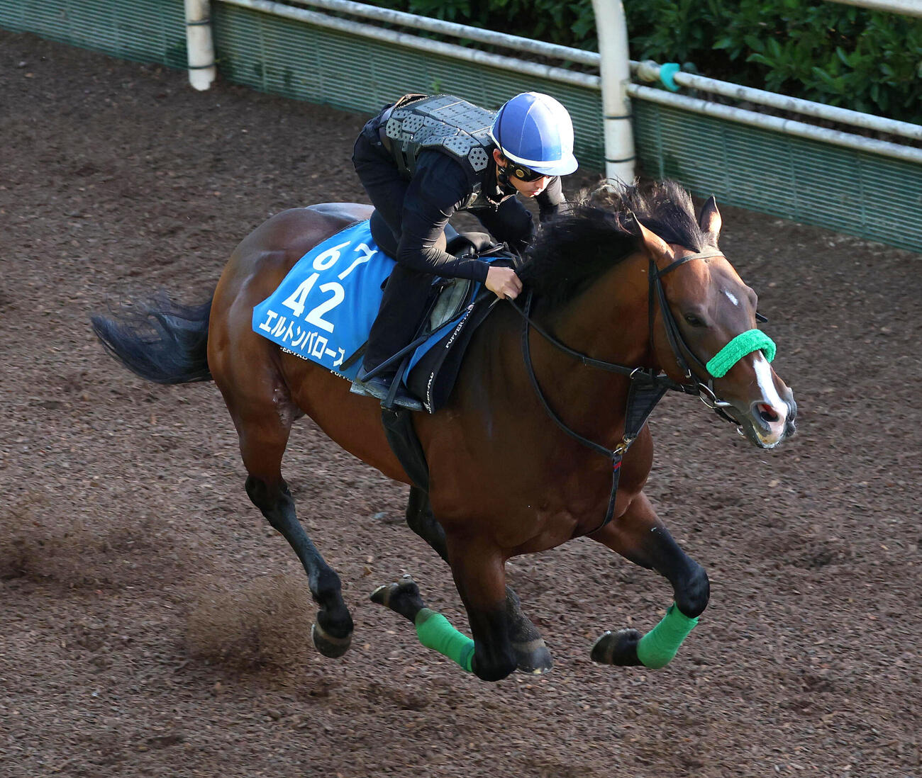 17日、松若風馬騎手を背に坂路を単走で追い切るエルトンバローズ