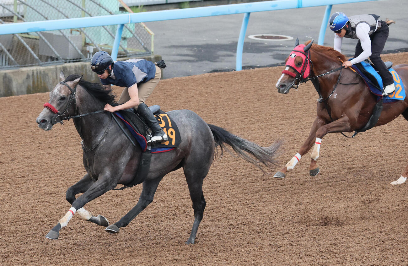 24日、リッツパーティー（左）は美浦ウッドを併せ馬で追い切られた