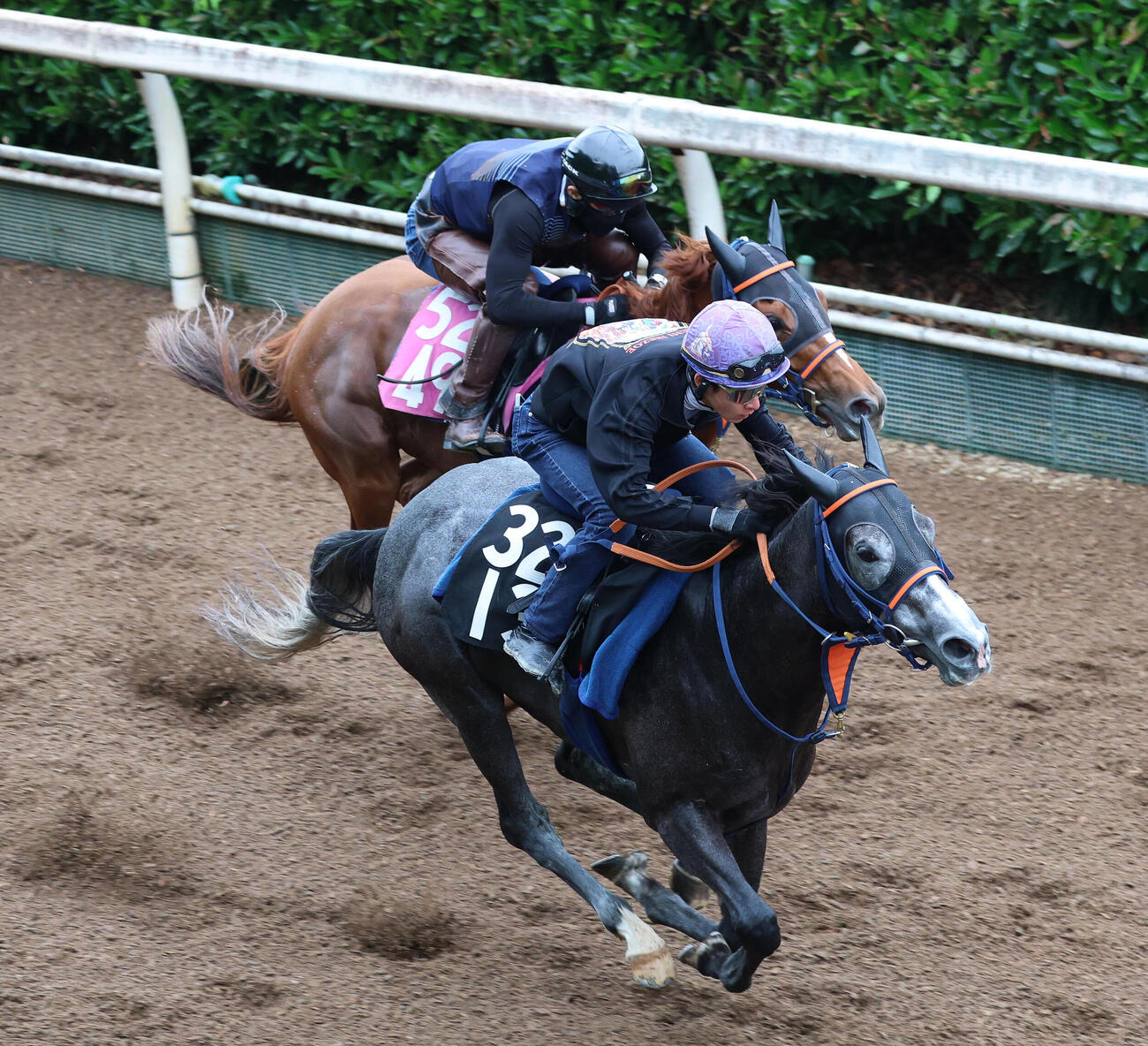 24日、城戸義政騎手を背に坂路を併せ馬で追い切るコルテオソレイユ（左）