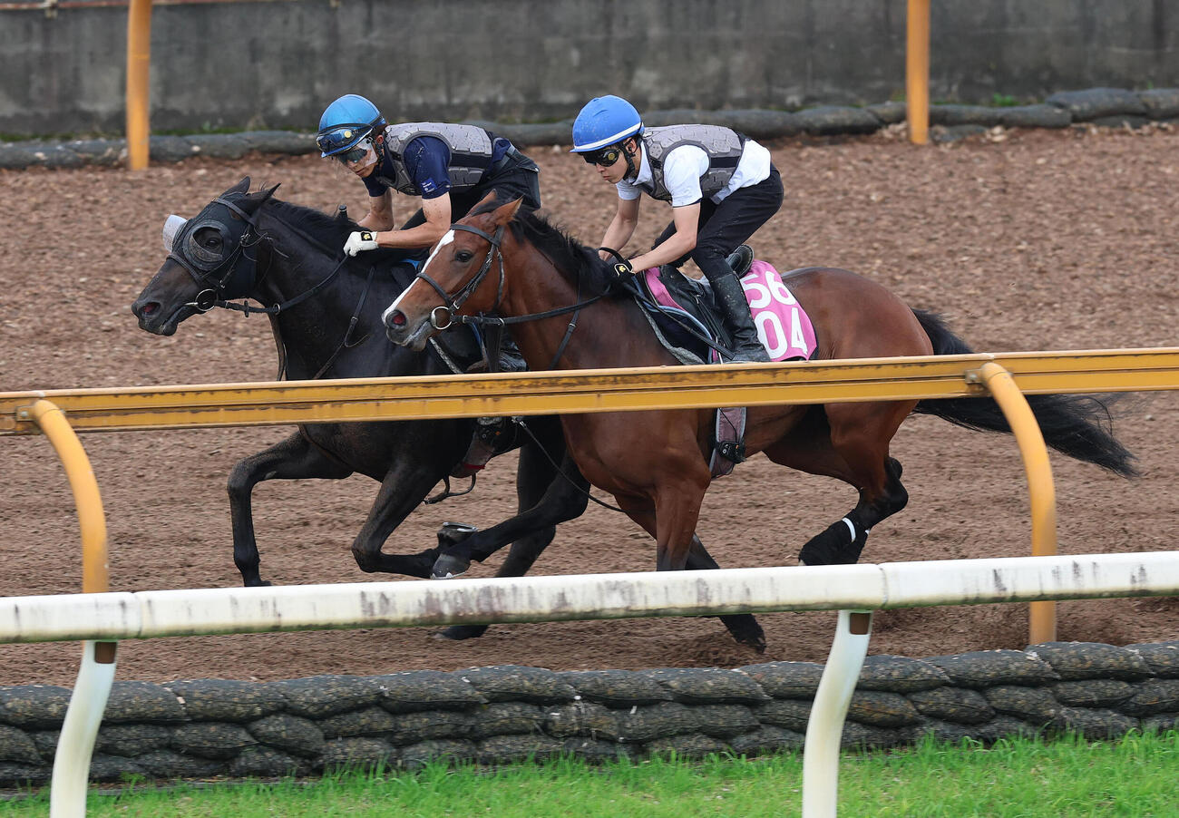 幸英明騎手を背にCウッドを併せ馬で追い切るセンツブラッド（左）（撮影・白石智彦）