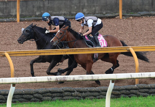 幸英明騎手を背にCウッドを併せ馬で追い切るセンツブラッド(左)(撮影・白石智彦)
