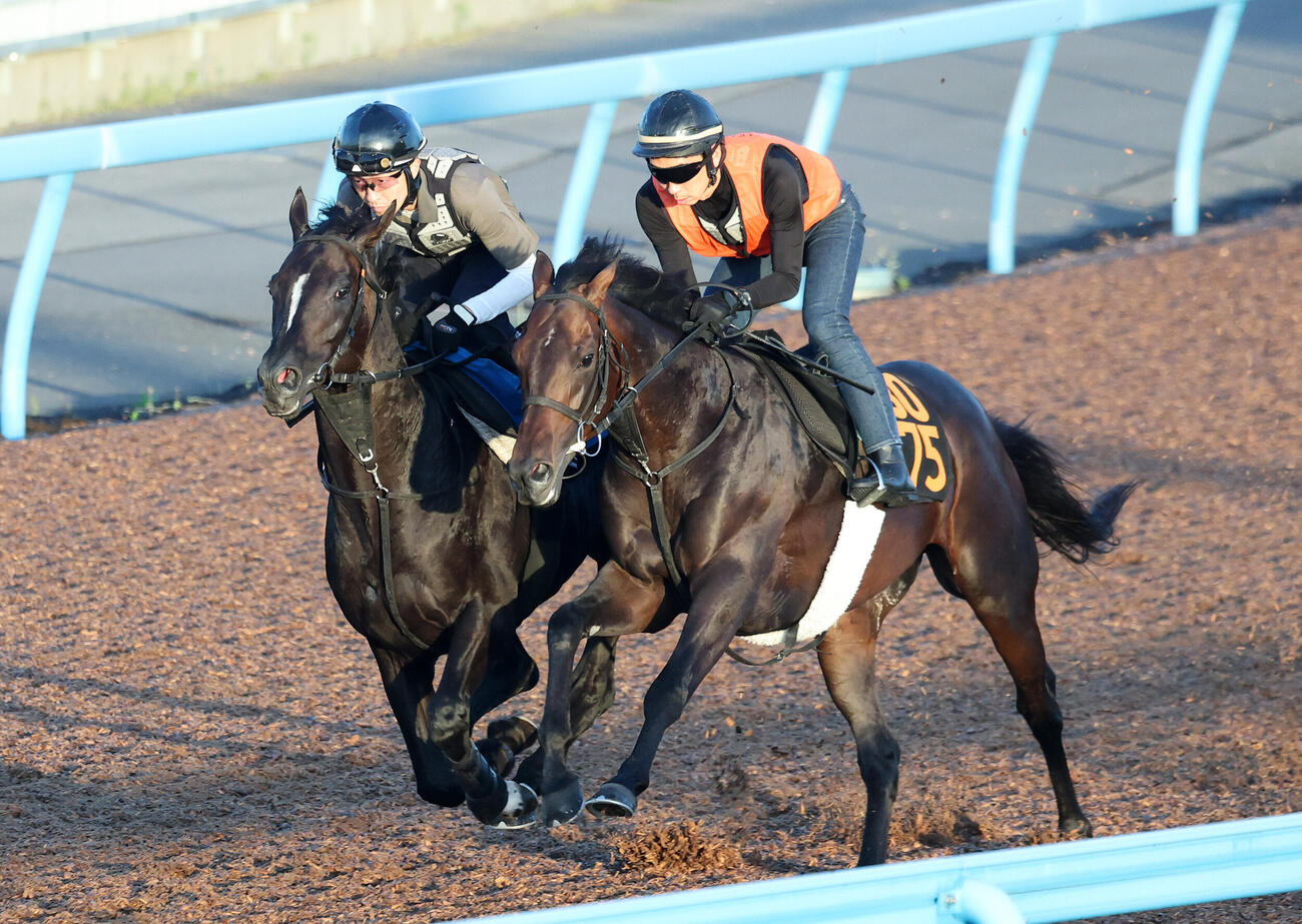 8日、美浦ウッドで併せて追い切るアスクナイスショー（左）