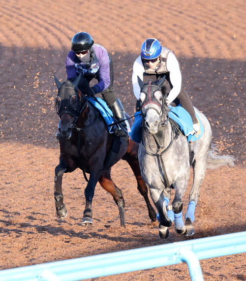 8日、美浦ウッドで併せて追い切るカラマティアノス(左)