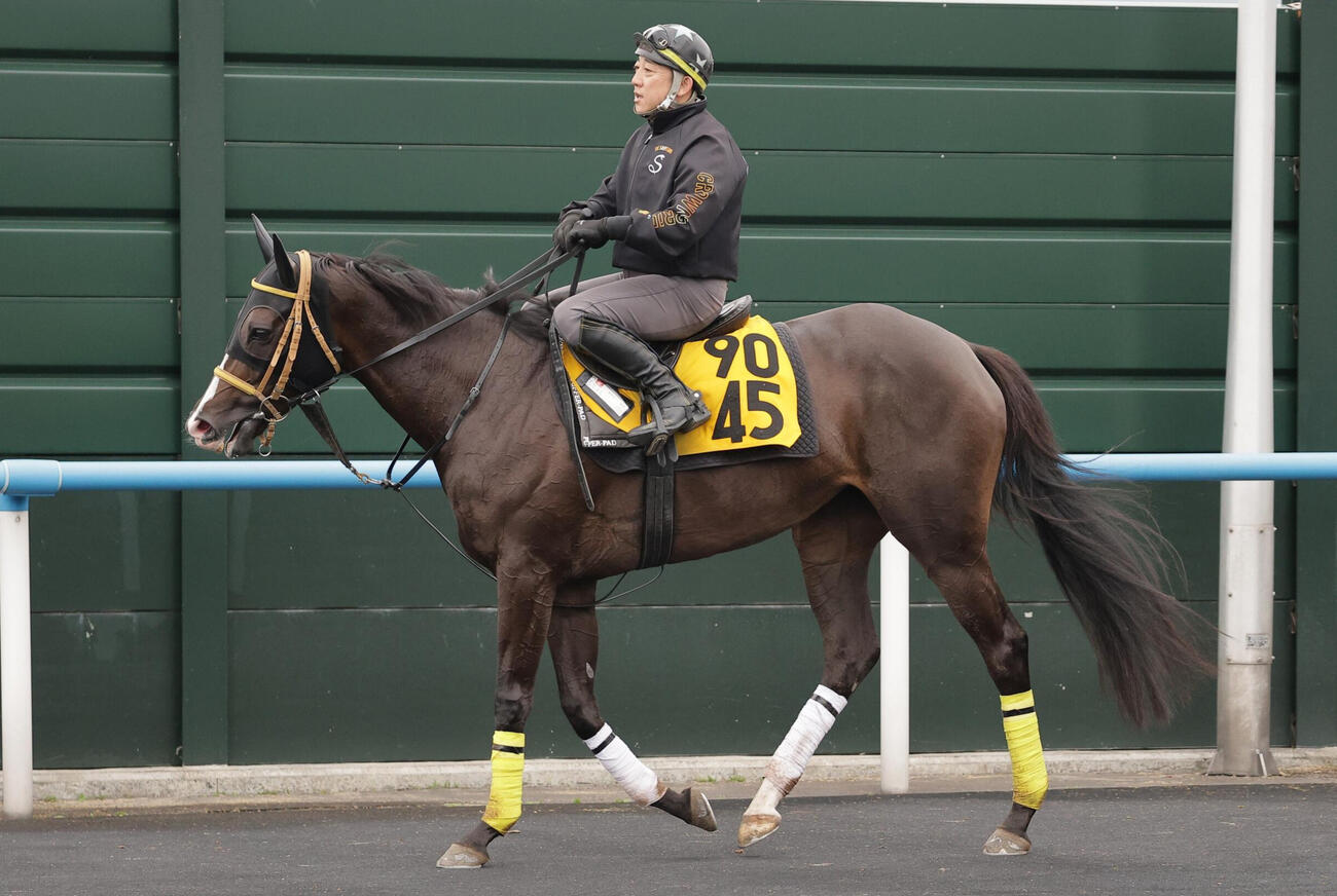 函館競馬場で調整するパレハ（2026年7月7日撮影）