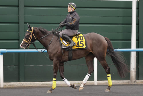 函館競馬場で調整するパレハ(2026年7月7日撮影)