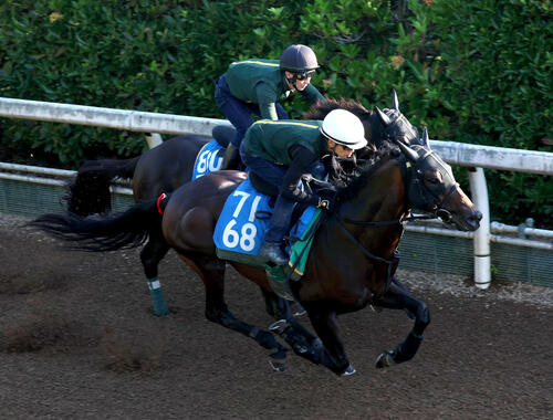 坂路をリチャードバローズ(奥)と併せ馬で追い切るジーティーアダマン(撮影・白石智彦)