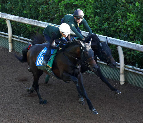 15日、坂路をリチャードバローズ(右)と併せ馬で追い切るジーティーアダマン