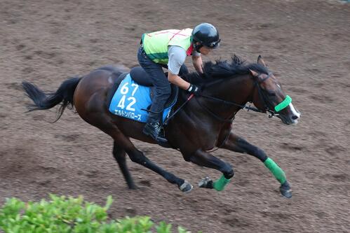 関屋記念追い切り　坂路で追い切るエルトンバローズ