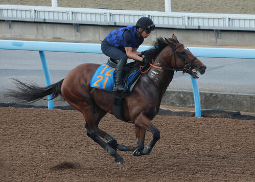 22日、ダノンセンチュリーは美浦ウッドで追い切られた