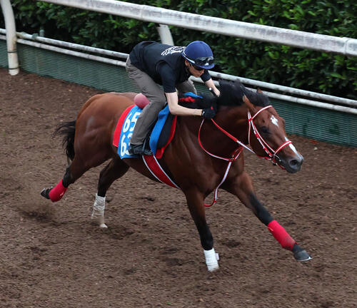 坂井瑠星騎手を背に坂路を単走で追い切るアメリカンステージ（撮影・白石智彦）