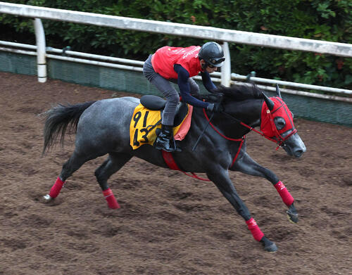 坂路を単走で追い切るベルギューン（撮影・白石智彦）