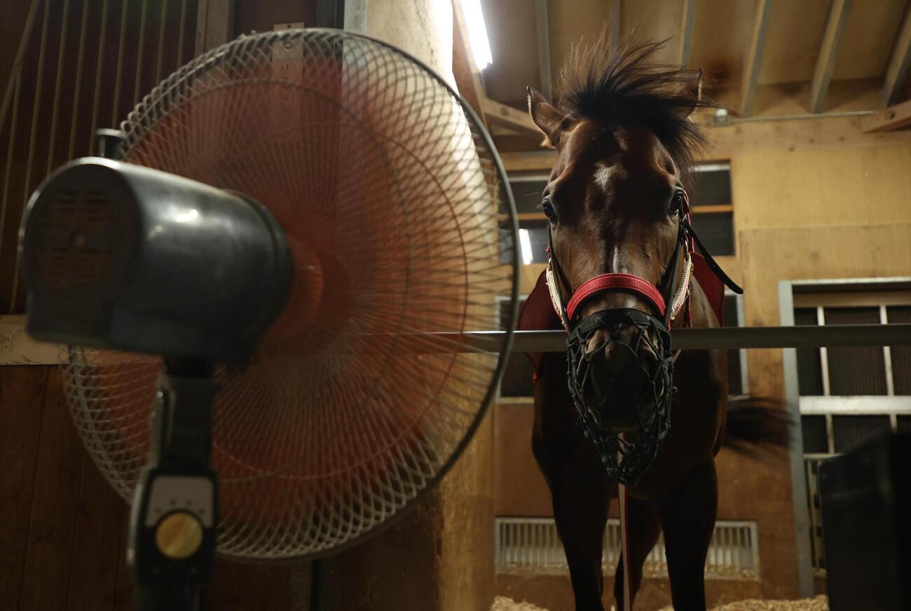 馬房で涼むアメリカンステージ（2026年7月30日撮影）