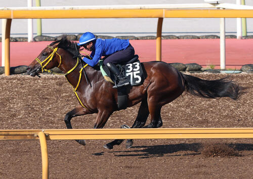 西塚洸二騎手を背にCウッドを併せ馬で追い切るタマモイカロス(撮影・白石智彦)