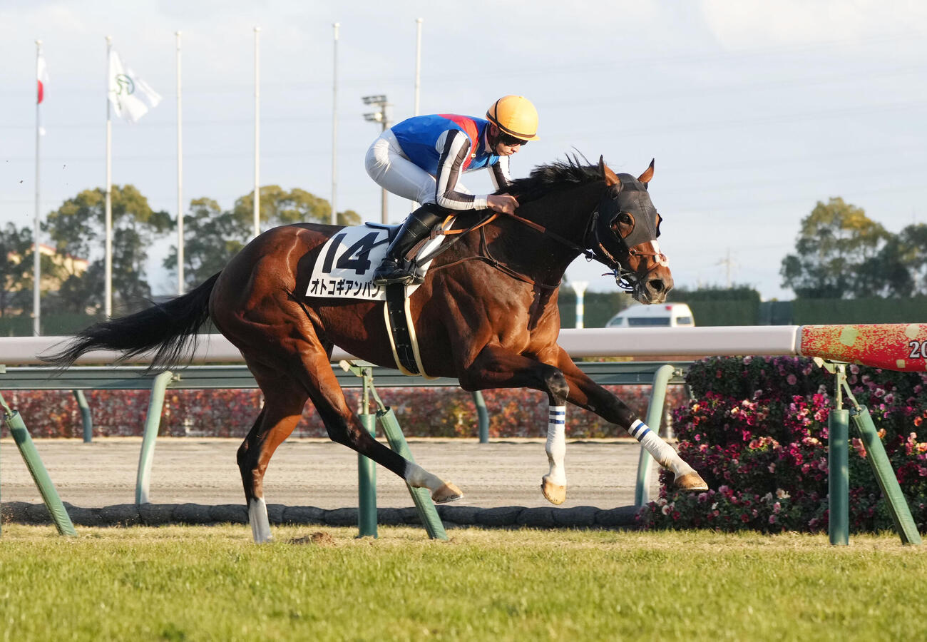 中京芝1600メートルで1勝クラスを勝利したオトコギアンパン（2025年1月撮影）