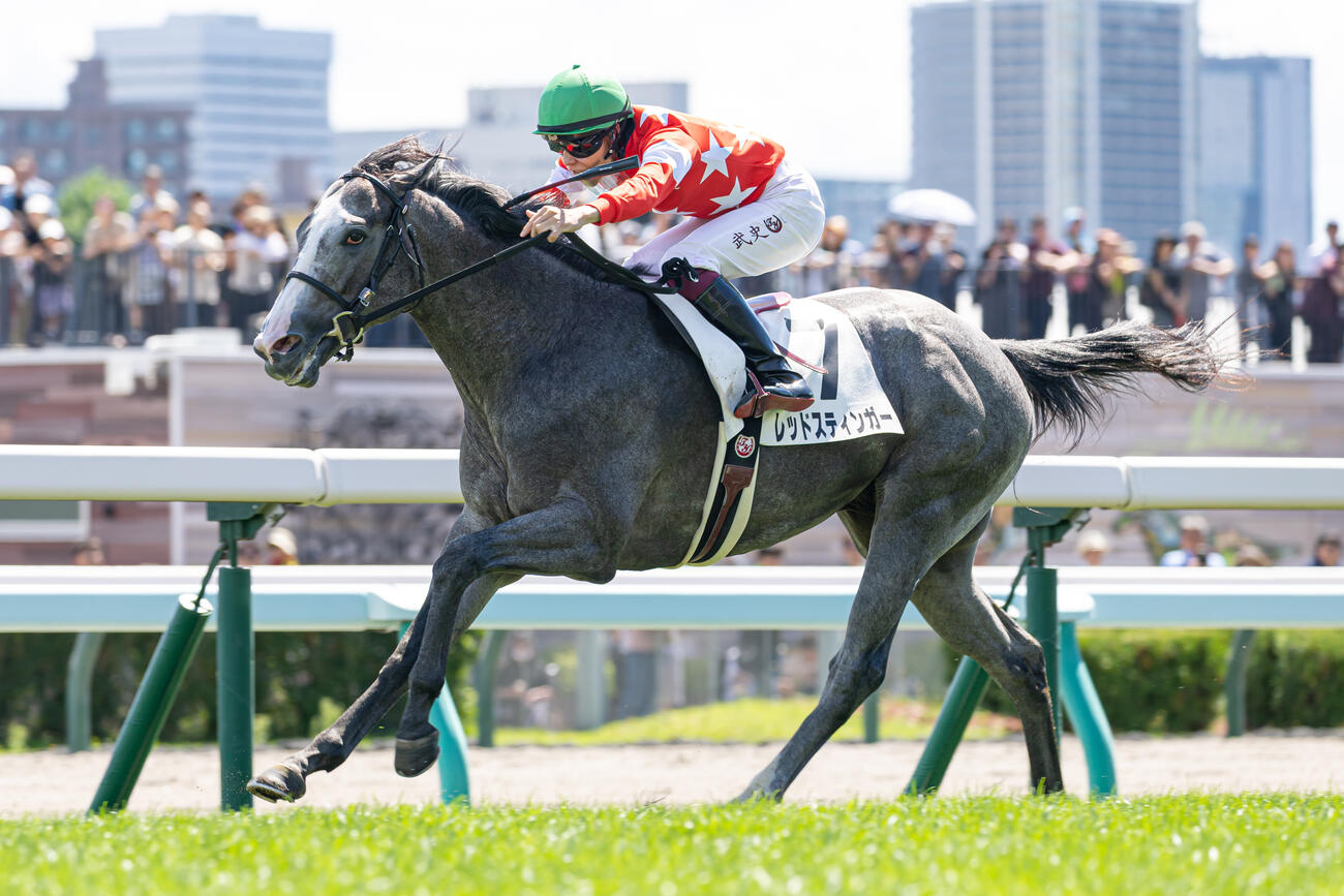 札幌で2歳未勝利を勝ち上がったレッドスティンガー（2025年8月撮影）