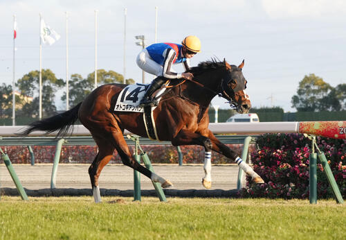 中京芝1600メートルで1勝クラスを勝利したオトコギアンパン(2025年1月撮影)