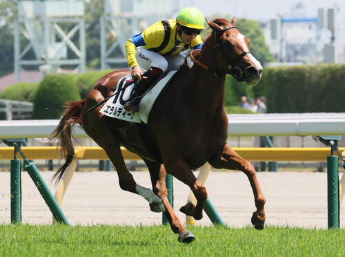 3歳未勝利戦を制したエラルディーク(2026年5月撮影)
