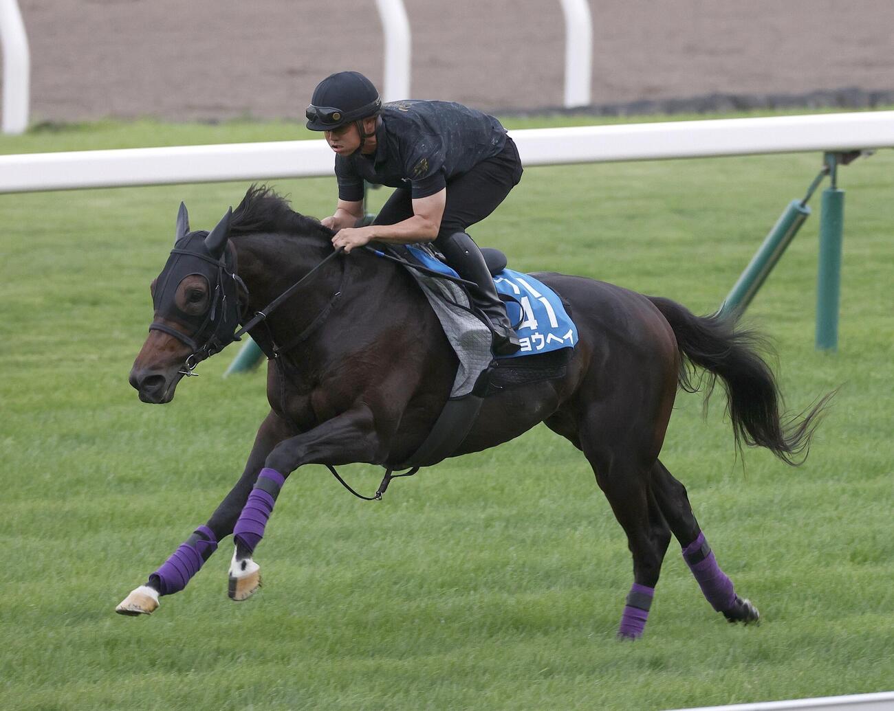 芝コースで追い切られるショウヘイ