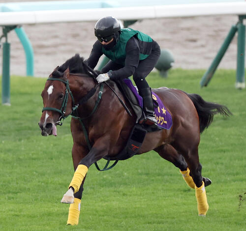 パンジャタワーは札幌競馬場の芝コースで追い切り