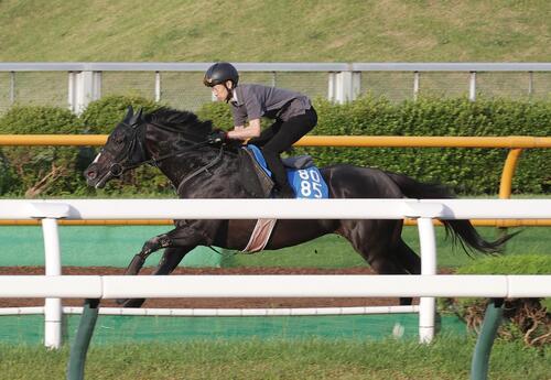 武幸四郎師を背に、ウッドチップコースで追い切られるリラエンブレム