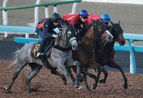 チェルヴィニア(中央)は津村明秀騎手を背に美浦ウッドを3頭併せで追い切られた(撮影・丹羽敏通)