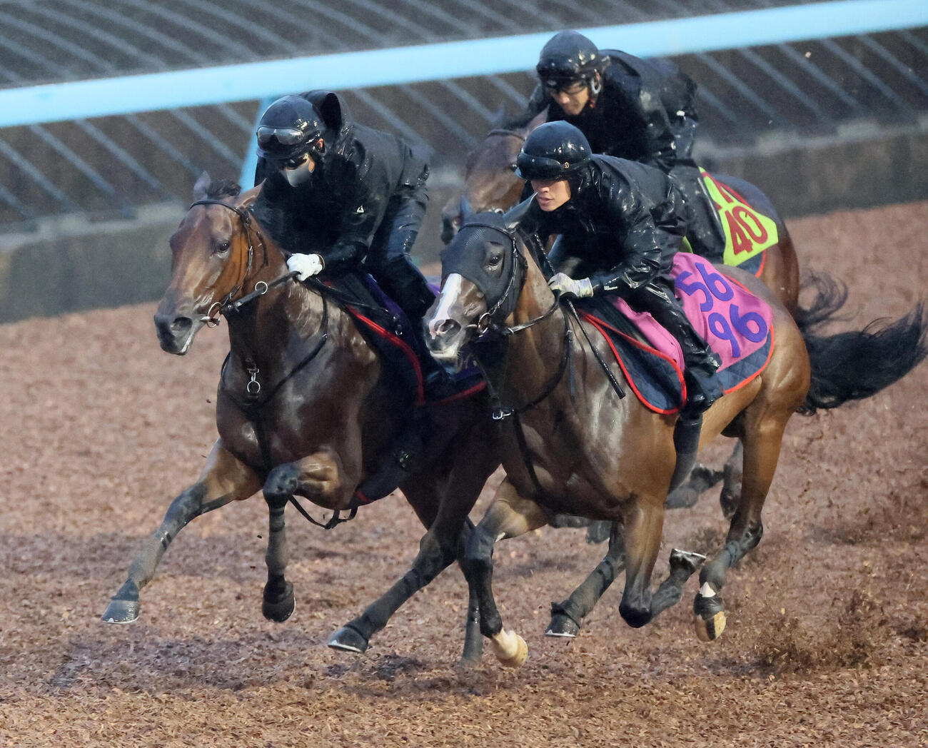 レガレイラ（左）は美浦ウッドでルージュボヤージュ（右）、ジュベルシャムスと併せて追い切られた（撮影・丹羽敏通）