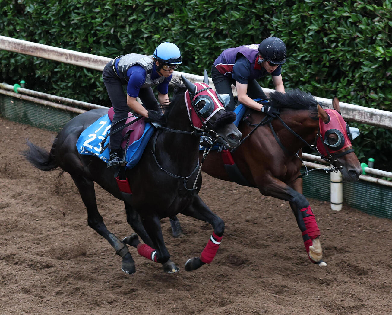 高倉稜騎手を背に坂路を併せ馬で追い切るジューンテイク（左）（撮影・白石智彦）