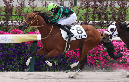 5月31日京都6R3歳1勝クラスを制したピカラ